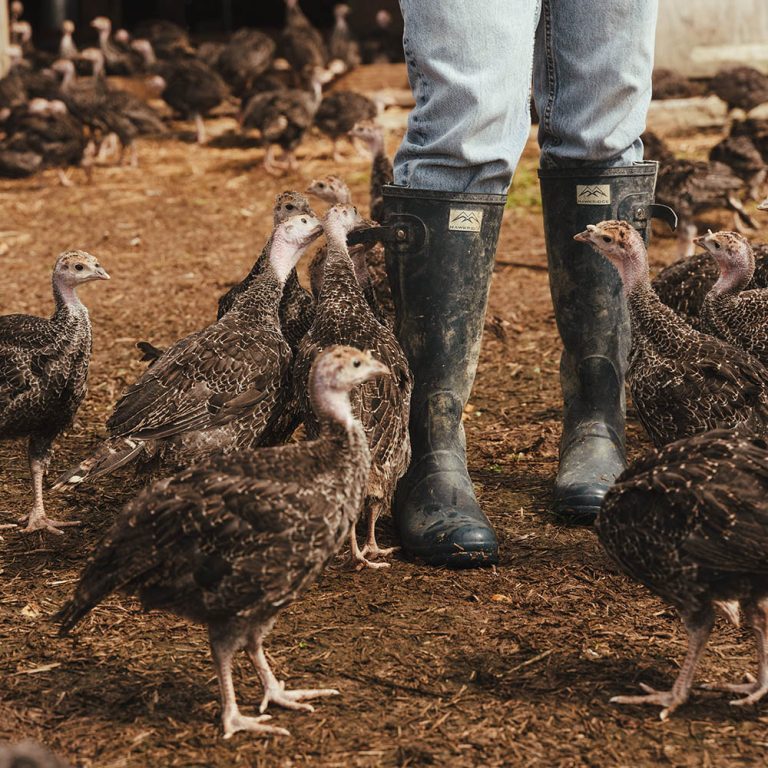 Turkey farmer switches to Victron Energy off-grid battery storage system with the help of Energy Monkey Ltd